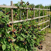 Jeżyna Bezkolcowa Orkan (Rubus Fruticosus Orkan)