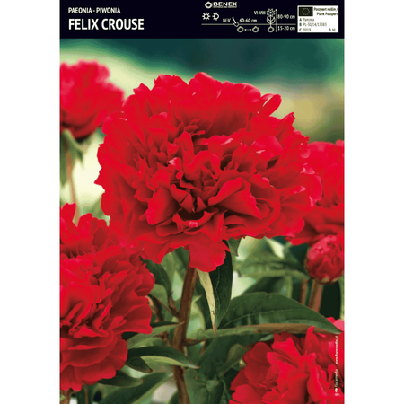 Piwonia Felix Crouse 1 szt. 