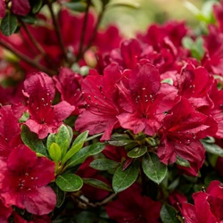 Azalia Japońska Maruschka (Azalea Japonica Maruschka)
