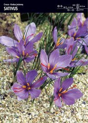 Krokus uprawny jesienny Sativus 25 sztuk