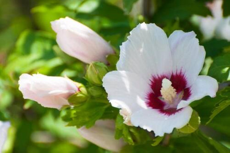 Ketmia syryjska (Hibiskus) 'Hamabo' – Sadzonka 30 cm