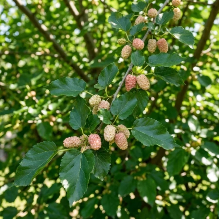 Morwa Biała (Morus Alba)