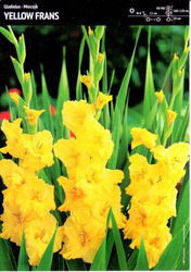 Gladiolus- Mieczyk Yellow Frans - 7 szt