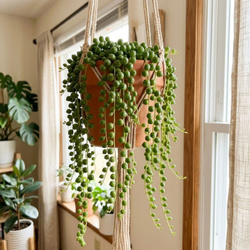 Starzec zwisający M (Senecio rowleyanus)