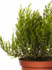 Hebe Imbricata Dachówkowate - 20 szt. pakiet