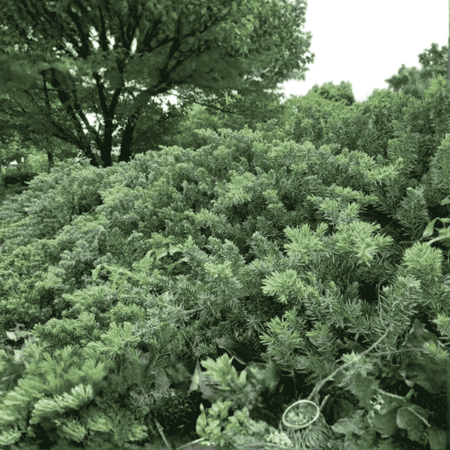 Jałowiec Nadbrzeżny 'Blue Pacific' – Sadzonka 30-40 cm