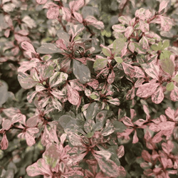Berberys Thunberga 'Inspiration' – Sadzonka 15-25 cm