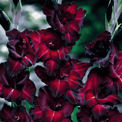 Mieczyk Back Star 5 szt.