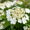 Kalina Koralowa Compactum (Viburnum Opulus Compactum)