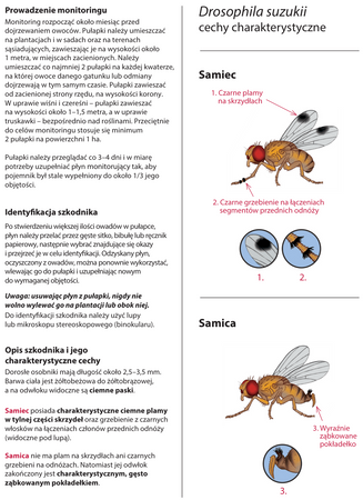 Pułapka Drosinal - na muszkę plamoskrzydłą