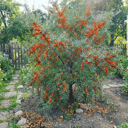 Rokitnik Zwyczajny Friesdorfer Orange