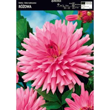 Dalia kaktusowa różowa 1 szt.