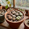 Żywe kamienie szczęścia M (Lithops)