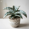 Sansewieria Silver Blue M (Sansewieria kirkii)