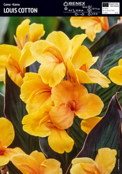 Kanna Louis Cotton - 1 szt.