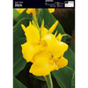 Kanna żółta 1 szt.