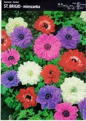 Kapers Anemon - Zawilec ‘St. Brigid’ Mix - 12 szt.