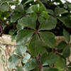 Ciccus pasiasty (Cissus striata)