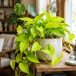 Epipremnum Neon M (Golden Pothos)