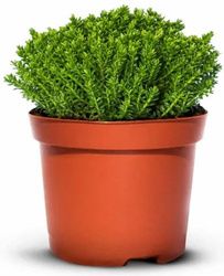 Hebe Green Globe Zimozielone -  15 szt. pakiet