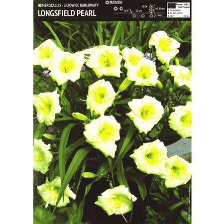 Liliowiec Longsfield Pearl 1 szt.