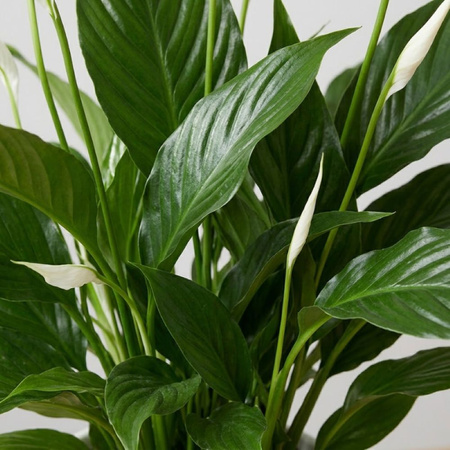 Skrzydłokwiat Pearl Cupido M (Spathiphyllum 'Pearl Cupido')
