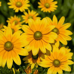 Rudbekia SmileyZ