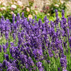 Lawenda Wąskolistna  Grosso (Lavandula Angustifolia Grosso)