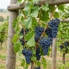 Winorośl Agat Doński (Vitis Agat Doński)