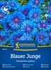 Chaber bławatek Blauer Junge Centaurea cyanus