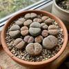 Żywe kamienie szczęścia M (Lithops)