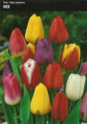 Tulipan pojedynczy Mix 15 cebulek