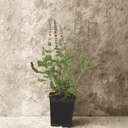 Szałwia Omszona Caradonna