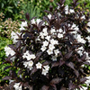 Krzewuszka Black and White (Weigela florida Black and White)
