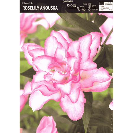 Lilia Roselily Anouska 1 szt.