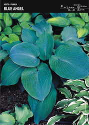 Funkia 'Blue Angel' – 1 szt.