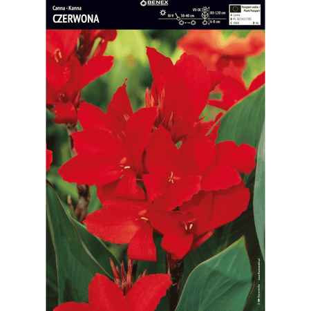 Kanna czerwona 1 szt.