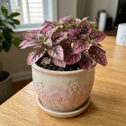Niedośpian (Hypoestes Pink Panther)