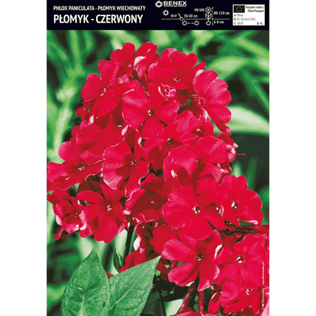 Płomyk wiechowaty czerwony 1 szt.