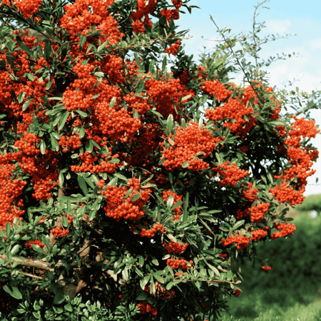 Ognik Szkarłatny Firelight 