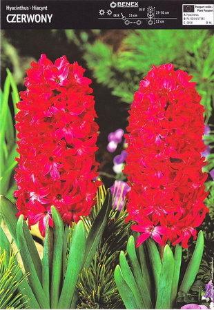 Hiacynt Czerwony 3 szt.
