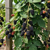 Jeżyna Bezkolcowa Navaho (Rubus Fruticosus Navaho)