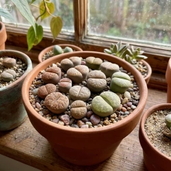 Żywe kamienie szczęścia M (Lithops)