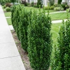 Trzmielina Japońska Green Spire (Euonymus Japonica Green Spire)