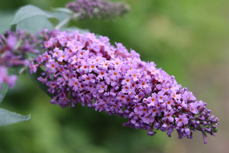 Budleja Davida 'Candy Lila Sweeth' – Sadzonka 30-40 cm