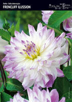 Dahlia- Dalia Ilussion - 1 szt