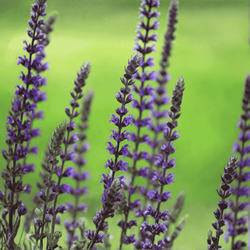 Szałwia Omszona Ostfriesland