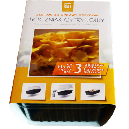 Zestaw do uprawy grzybów – Boczniak cytrynowy – 3 l Exotic Grow