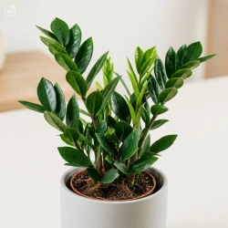 Zamiokulkas zamiolistny M (Zamioculcas zamiifolia)