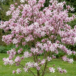 Magnolia Loebnera Leonard Messel  (Magnolia Loebneri Leonard Messel)